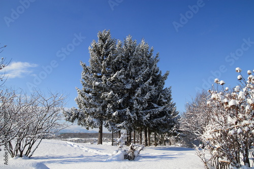 Wallpaper Mural Snow scene in the city of Sapporo Torontodigital.ca