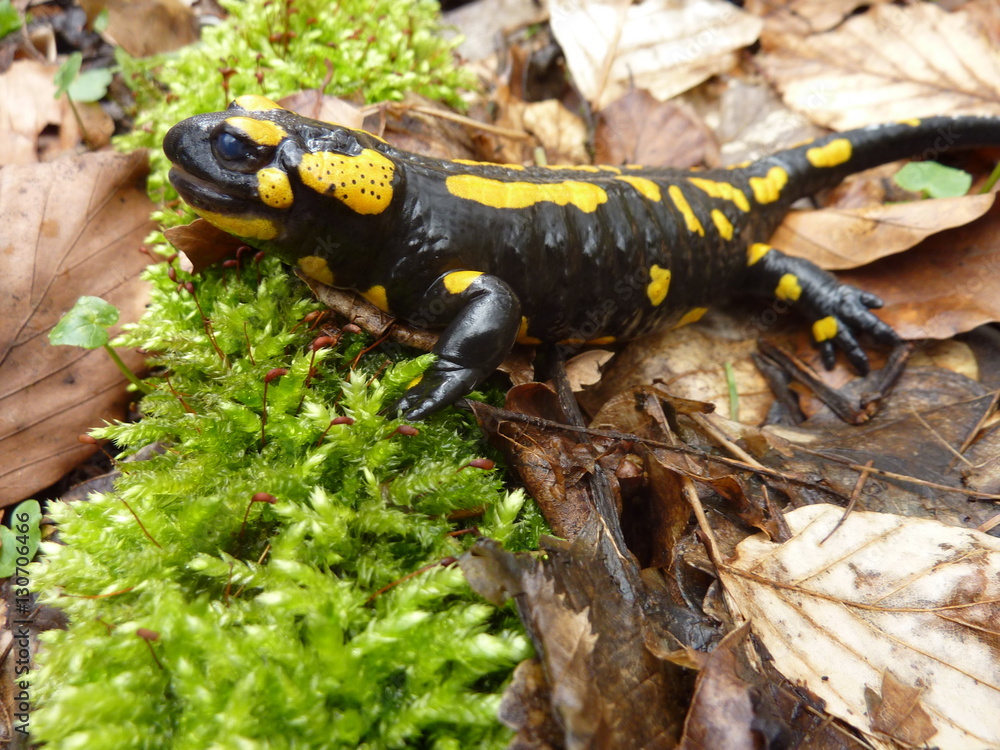 Obraz premium Feuersalamander (Salamandra salamandra) auf Moos im Buchenwald