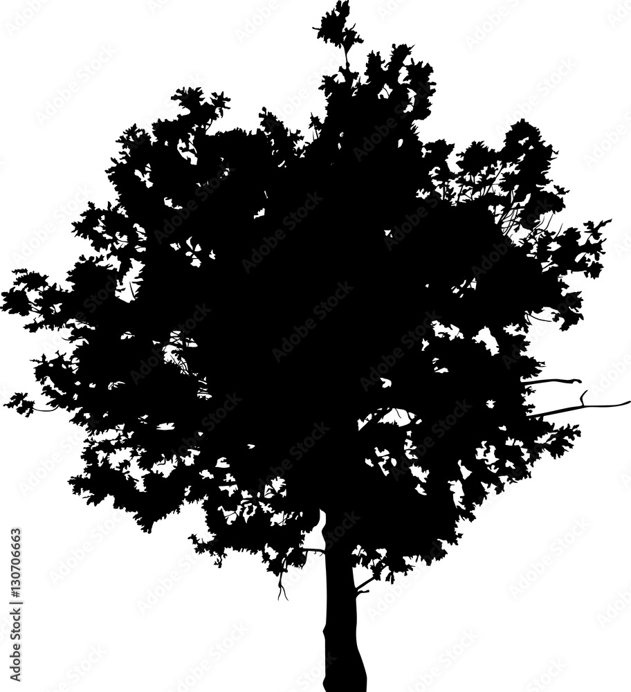 large black circle oak tree silhouette on white