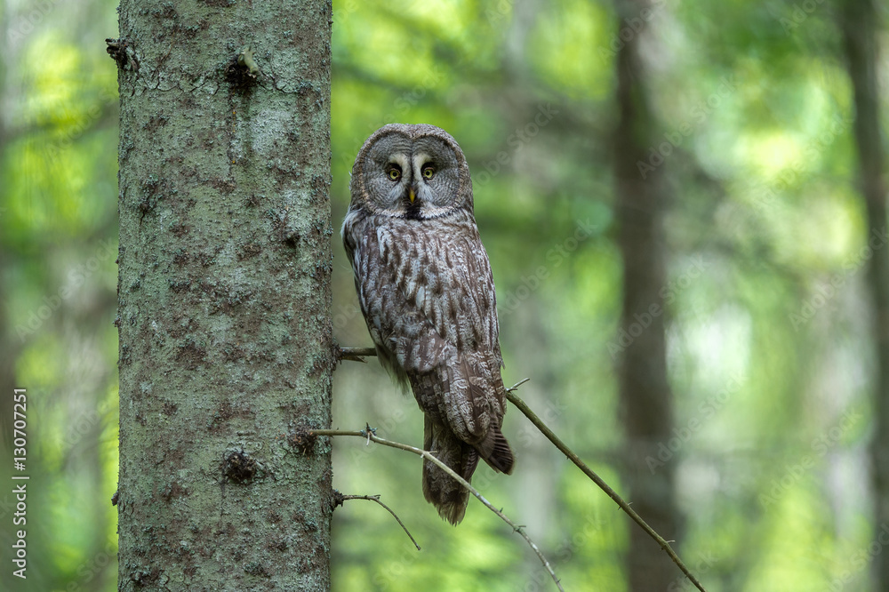Obraz premium Great Grey Owl in a forest