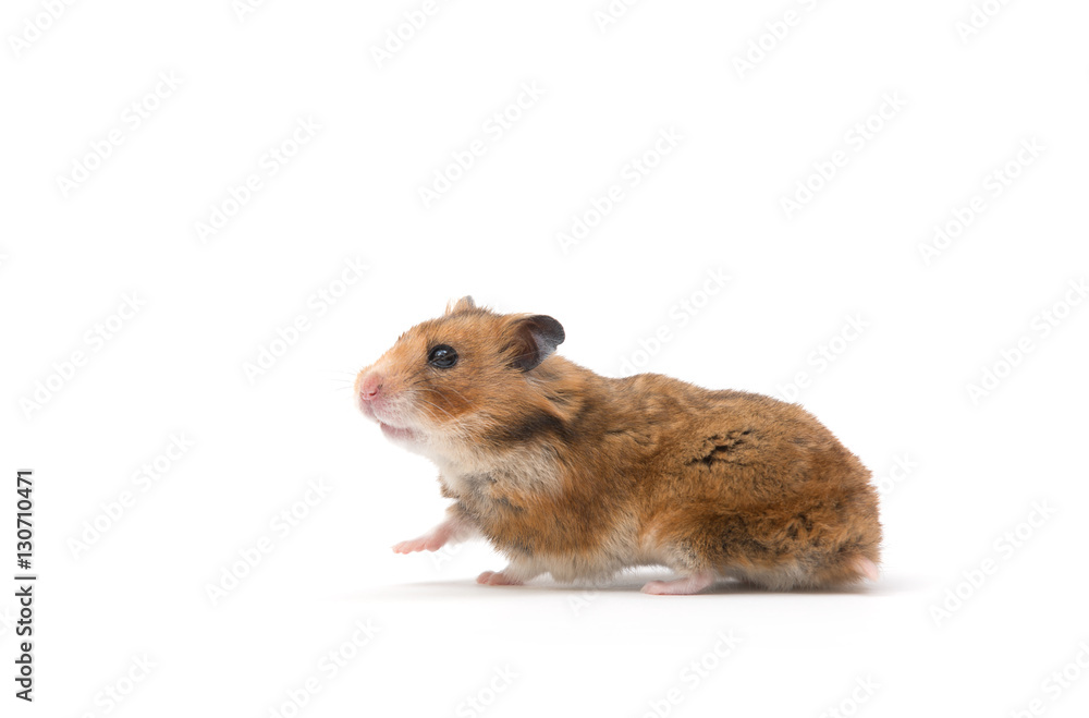 hamster isolated on a white background hamster isolated on a white background