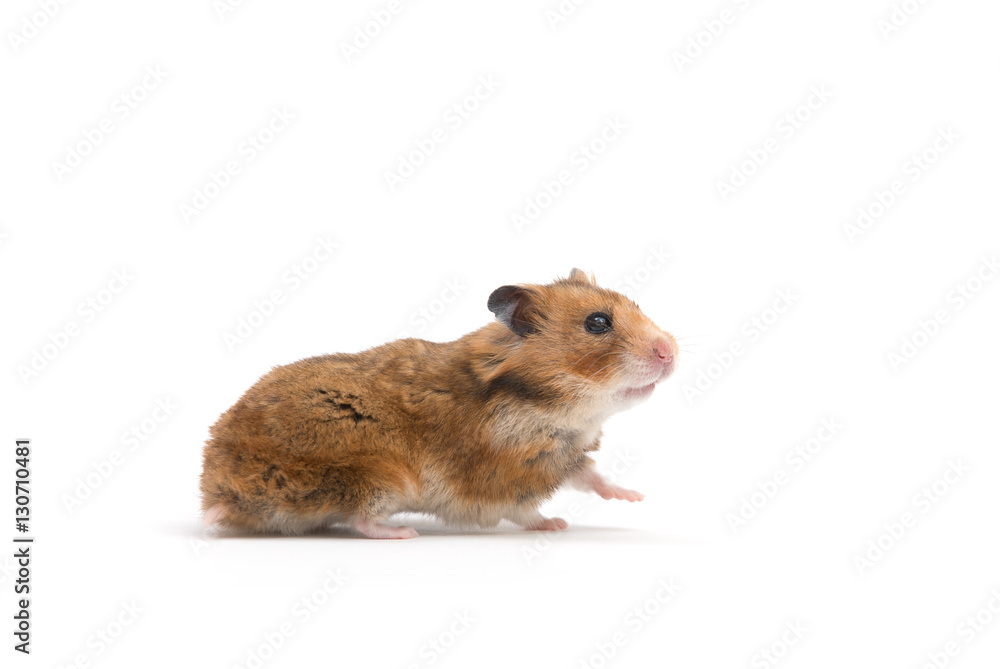hamster isolated on a white background hamster isolated on a white background