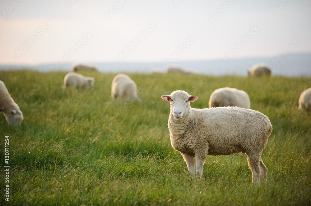 Obraz premium Sheep flock in pasture