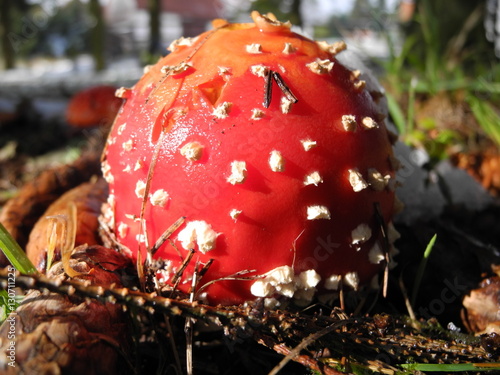 Fliegenpilz, Amanita muscaria, im lichten Fichtenwald photo