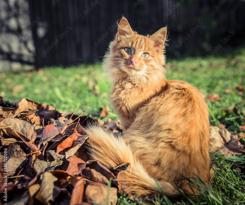 Red domestic tomcat among the grass and leaves