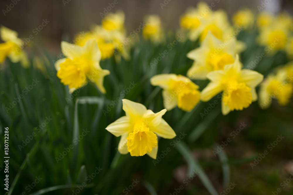 Yellow Daffodils