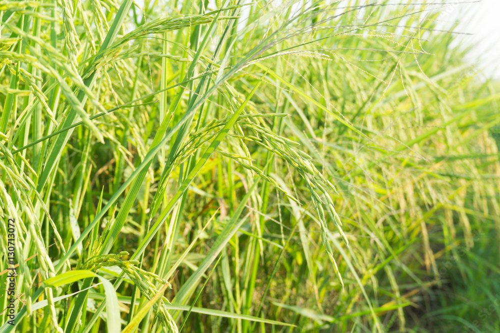 Rice field Rice field