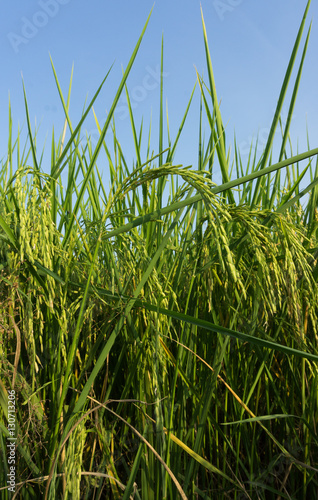 Rice field