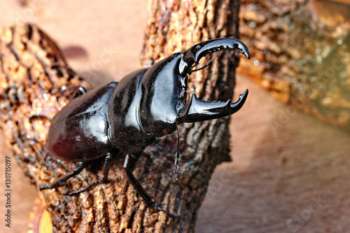 Handmade ,The beautiful beetle staffing ,Staffed Dorcus titanus typhon stag beetle  ,male , perched on branches. Selective focus.