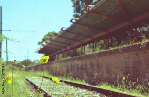 Flowers and weeds on train tracks in front of an abandoned railway station at Audley, New South Wales, Australia. Selective focus on flowers. retro toned. photo