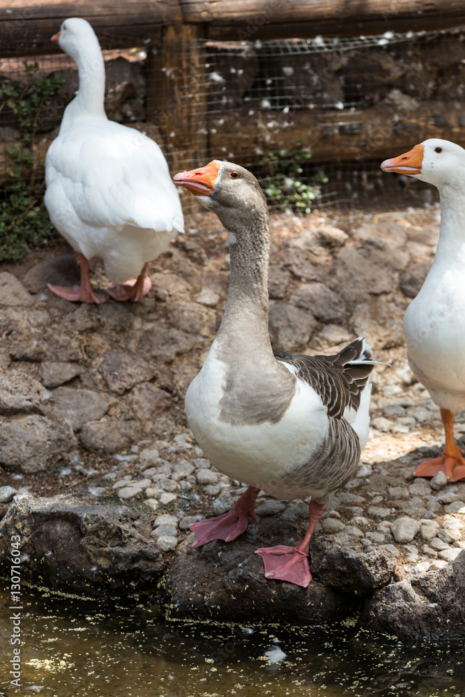 Domestic geese graze on traditional village goose farm Domestic geese graze on traditional village goose farm