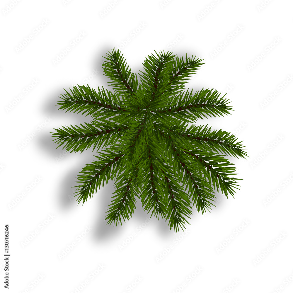 Green fir with realistic shadow. View from above. Fir branches. Isolated on white background. Christmas illustration