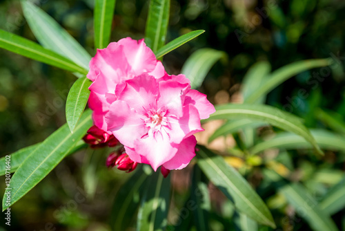 Pink oleander or Nerium