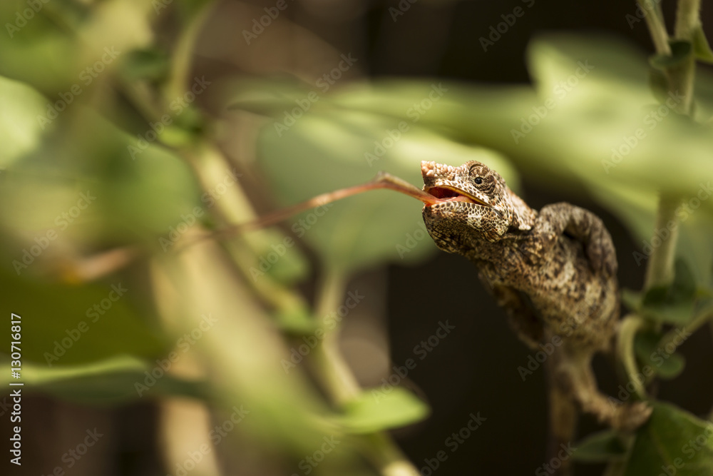 Closeup of a cameleon in his natural habitat, Madagascar. Closeup of a cameleon in his natural habitat, Madagascar.
