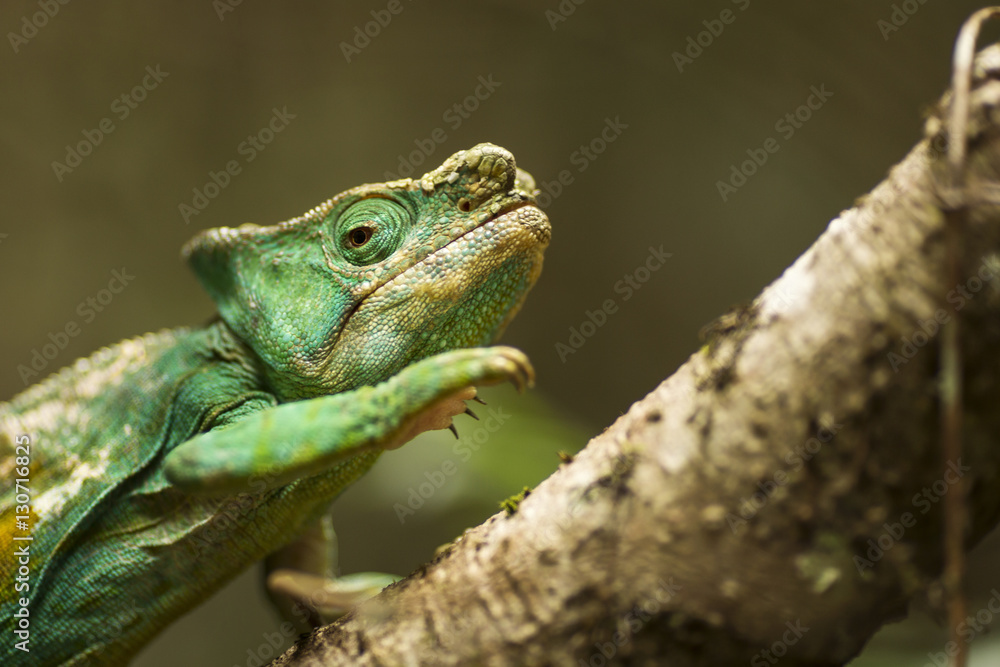 Closeup of a cameleon in his natural habitat, Madagascar. Closeup of a cameleon in his natural habitat, Madagascar.