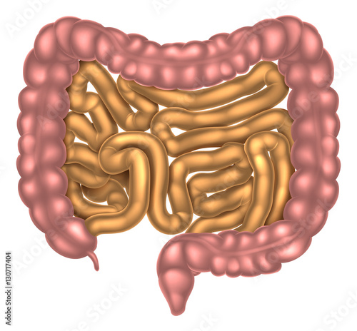 фотографія Small and Large Intestine Digestive System