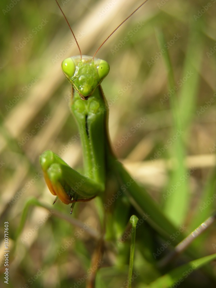 Europäische Gottesanbeterin, Mantis religiosa, im Gras Europäische Gottesanbeterin, Mantis religiosa, im Gras