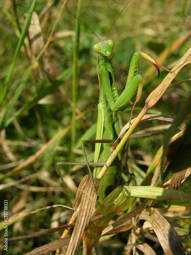 Europäische Gottesanbeterin, Mantis religiosa, im Gras