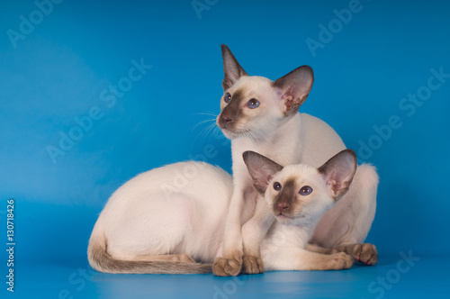 Two siam kittens portrait on blue background
