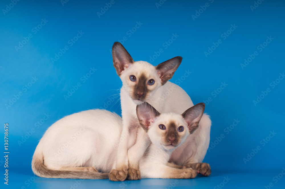 Two siam kittens portrait on blue background Two siam kittens portrait on blue background