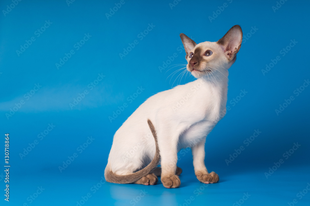 Siam kitten portrait on blue background Siam kitten portrait on blue background