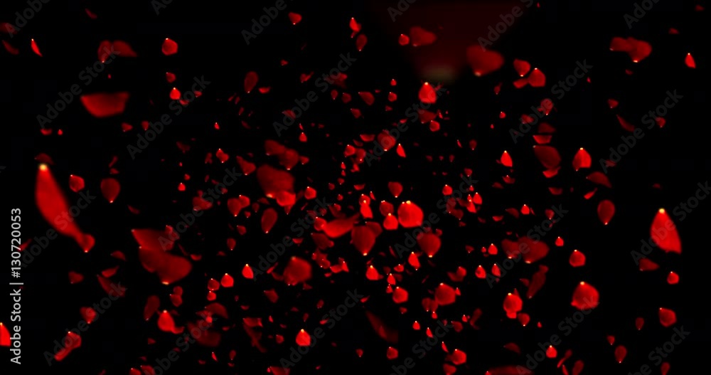 red colorful petals rose flying animation on black background, love and valentine day concept red colorful petals rose flying animation on black background, love and valentine day concept