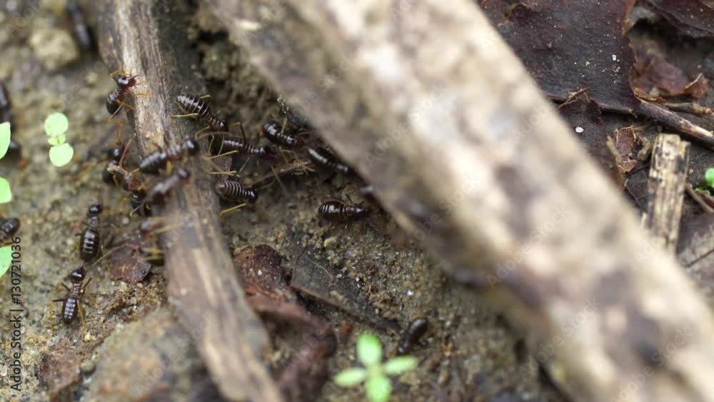 Termite move the eggs, larvae and food of the colony to a new nest Termite move the eggs, larvae and food of the colony to a new nest
