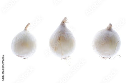 vegetable white onions on a white background