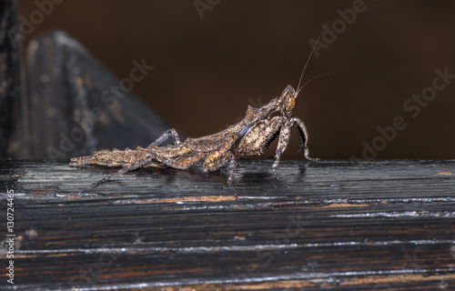 Brown and Grey Bark Mantis, South Africa photo