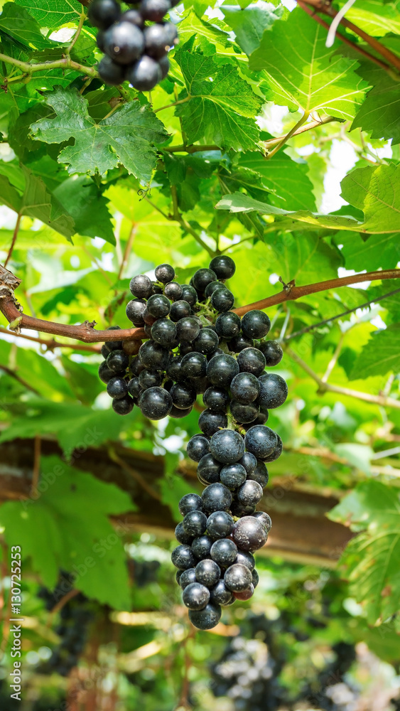 Bunches of ripe grapes in a vineyard. Bunches of ripe grapes in a vineyard.