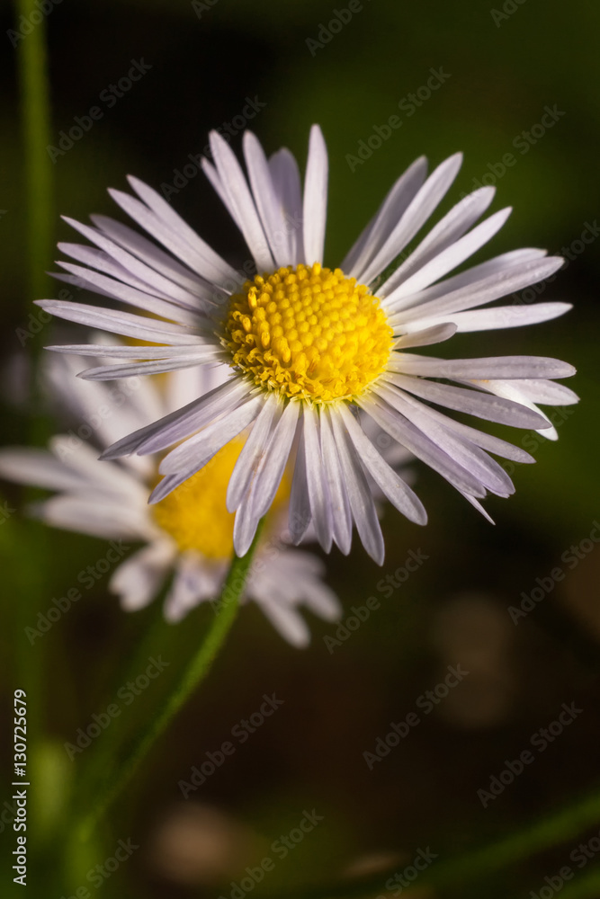 Obraz premium Autumn forest flowers