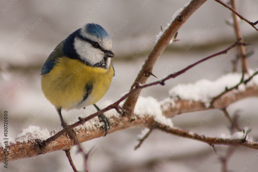 Naklejka premium Sikora na gałęzi