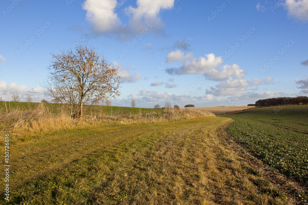 Naklejka premium agricultural scenery
