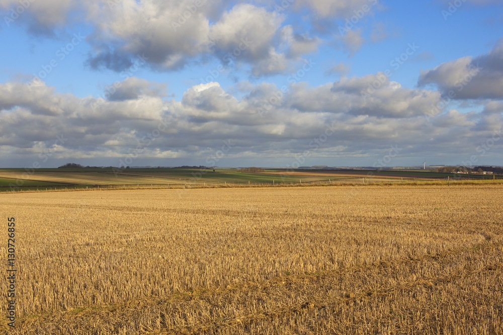 Naklejka premium golden straw stubble