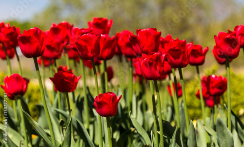 Rote Tulpen © Kay