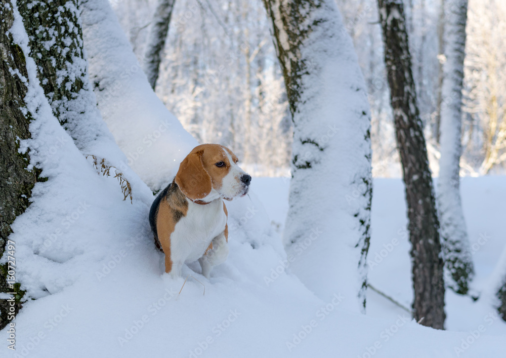 Собака породы бигль на прогулке в зимнем заснеженном лесу в солнечный морозный день 