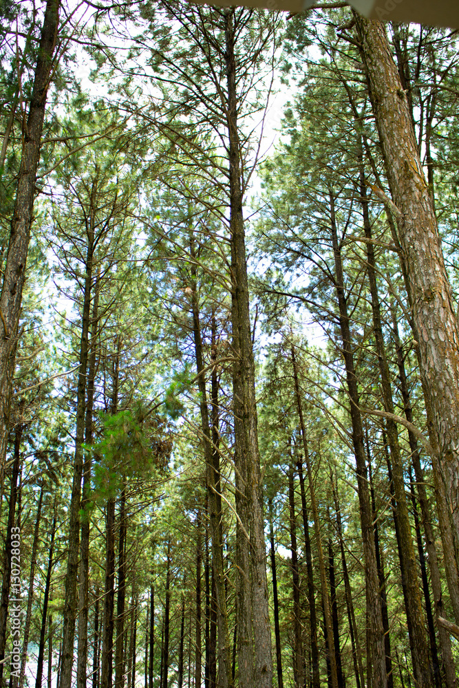 Floresta Floresta