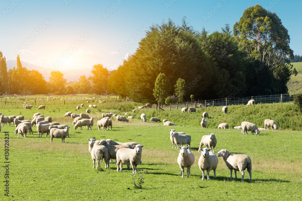 beautiful meadow with sheep in blue sky