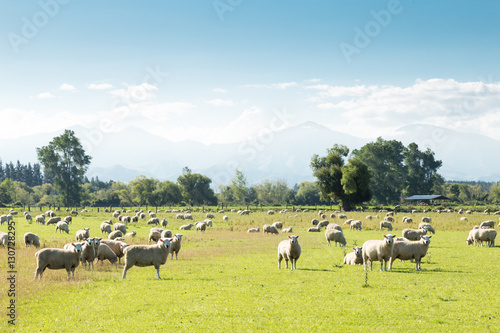 beautiful meadow with sheep in blue sky © zhu difeng