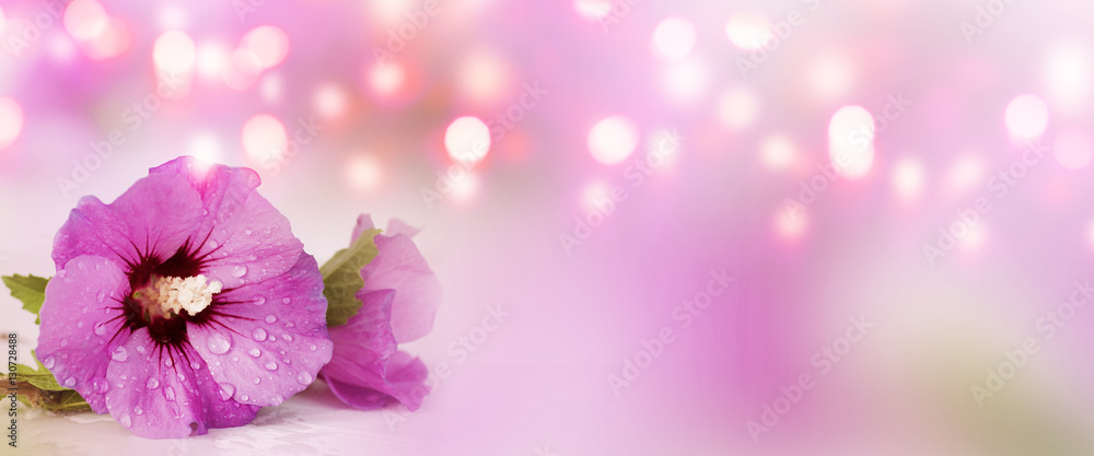 Panorama with purple hibiscus - obrazy, fototapety, plakaty 