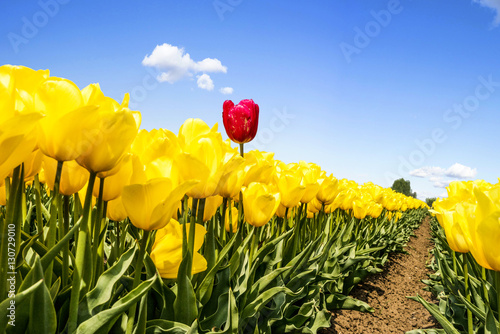Fototapeta Naklejka Na Ścianę i Meble -  Tulpenfeld