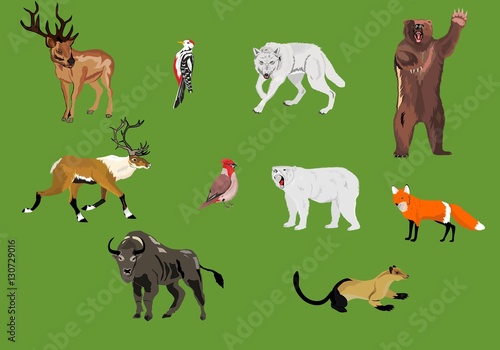 Animals of the northern hemisphere forests and planes set. Vector illustration icons