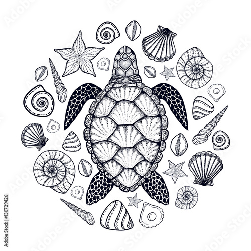 Sea turtle and shells in line art style. Hand drawn vector illus