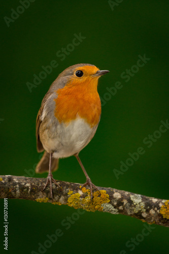 Pretty bird With a nice orange red plumage © Gelpi