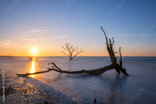 Dead trees along the beach during a sunrise 