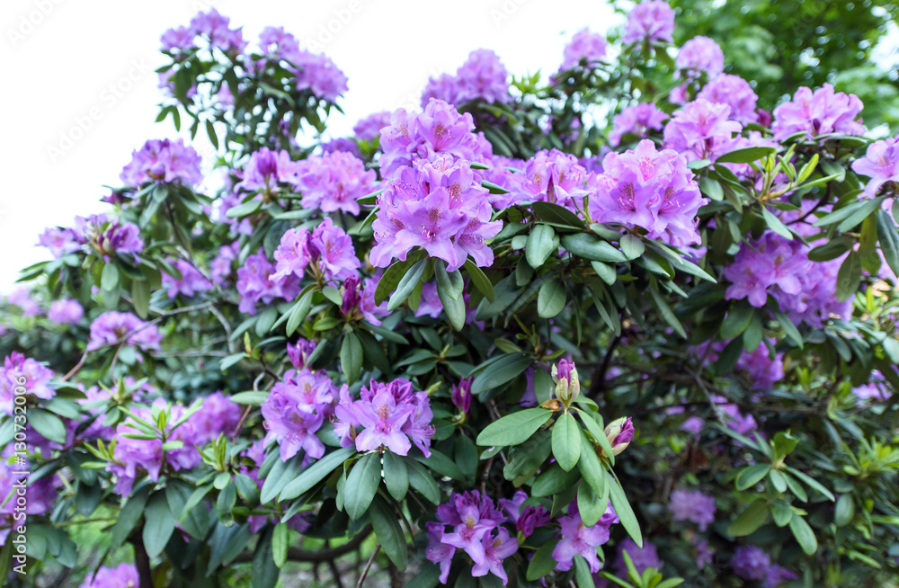 Fototapeta premium Photo of azalea indica happy days evergreen shrub with bright green foliage and purple violet blooming flowers