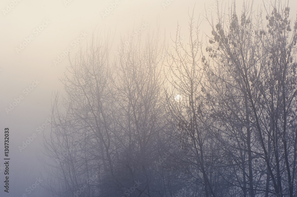 The trees in the mysterious mystical mist. Mood, sadness, apathy, and uncertainty. Landscape The trees in the mysterious mystical mist. Mood, sadness, apathy, and uncertainty. Landscape