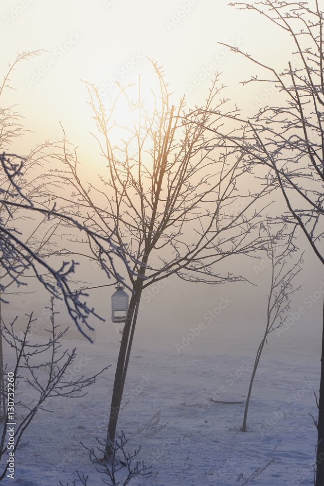 The trees in the mysterious mystical mist. Mood, sadness, apathy, and uncertainty. Landscape The trees in the mysterious mystical mist. Mood, sadness, apathy, and uncertainty. Landscape
