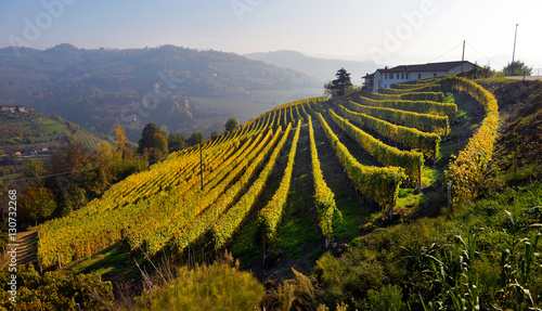 Fototapeta Naklejka Na Ścianę i Meble -  panorama of autumn vineyards