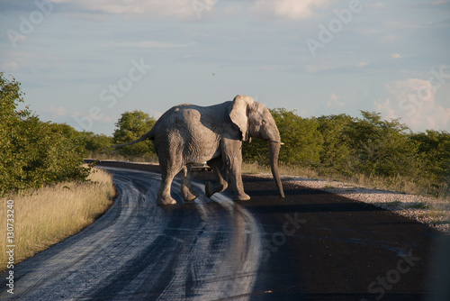 Namibian Elephant, going across a road in Etosha, Namibia